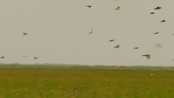 西部黄鹡鸰(Motacilla flava)