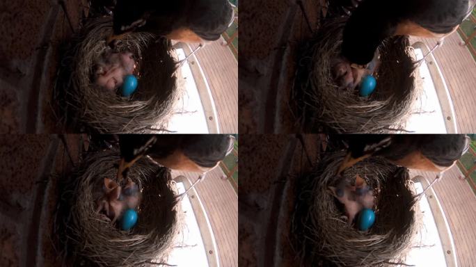 鸟瞰刚孵出的知更鸟雏鸟和巢中剩下的蓝色知更鸟蛋