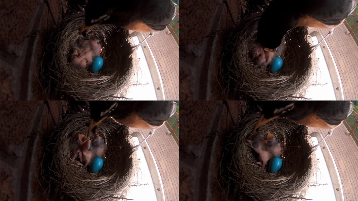 鸟瞰刚孵出的知更鸟雏鸟和巢中剩下的蓝色知更鸟蛋