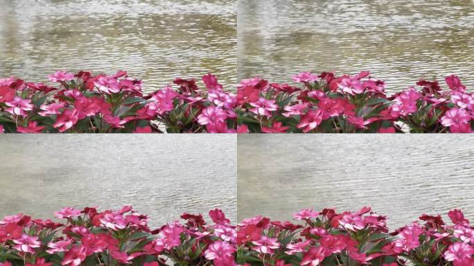 前景是粉红色的花朵，背景是轻轻荡漾的池塘——这是一个令人惊叹和宁静的场景，非常适合放松和冥想。屏幕顶