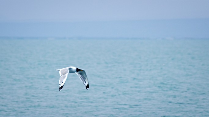 海鸥一只海鸥从水面起飞海鸥展翅飞翔