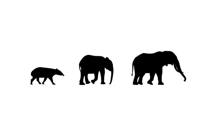 大象和貘的动画