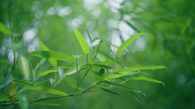 雨后竹叶雨后竹叶