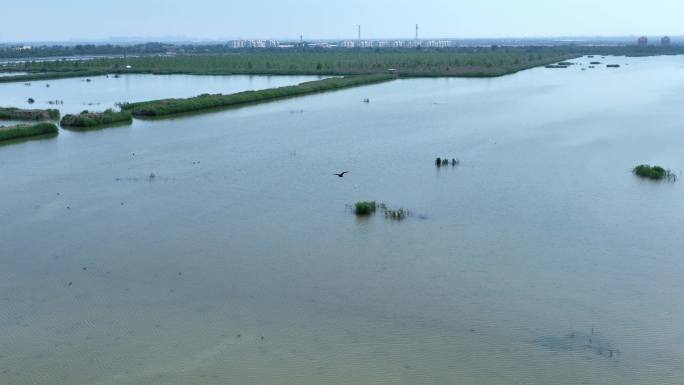 野鸭子 鸟 湿地