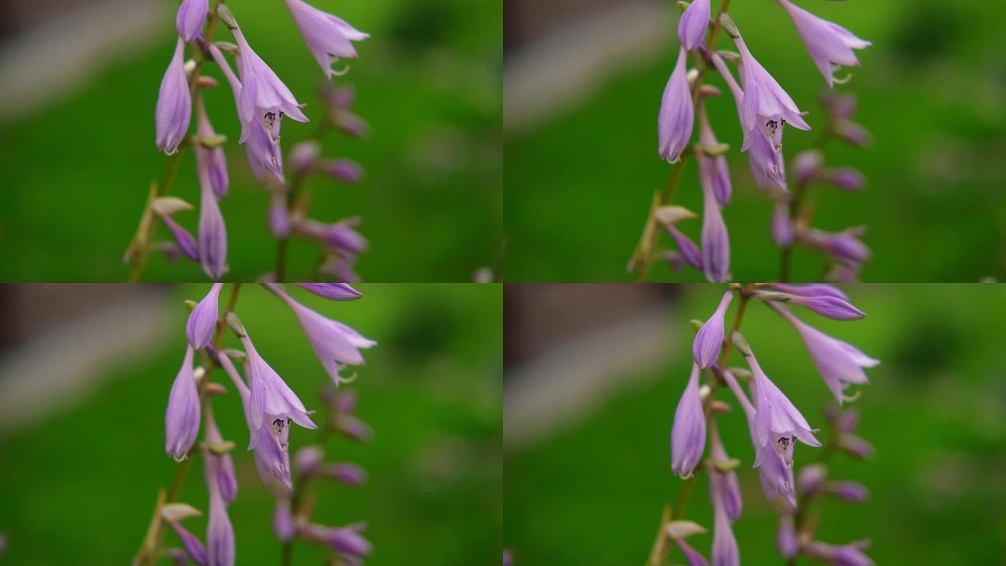 小蓝鼠耳朵花。公园园林绿化。花坛与开花的hostas植物。花坛上的多年生装饰性紫色玉簪花。花卉背景特