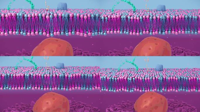 细胞膜3D细胞细胞动画细胞壁