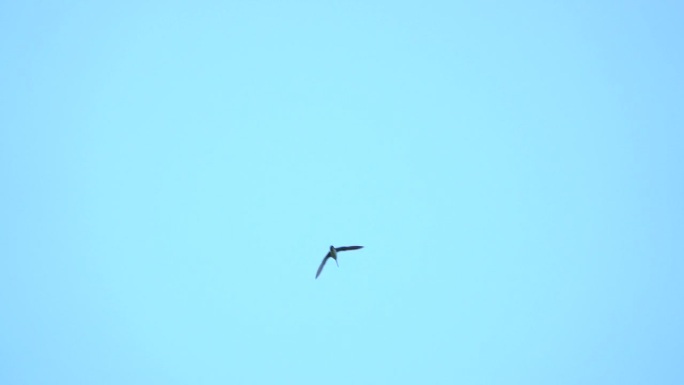 北海道繁殖季节里，一群沙锥鸟在表演飞行。(音频)