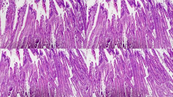 人类空肠切片在科学显微镜下拍摄的100倍明亮的视野背景