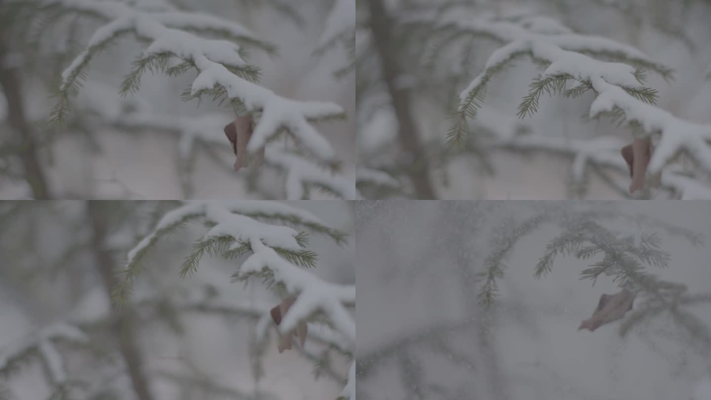 J哈尔滨伊春汤旺河雪景空镜4K实拍视频1