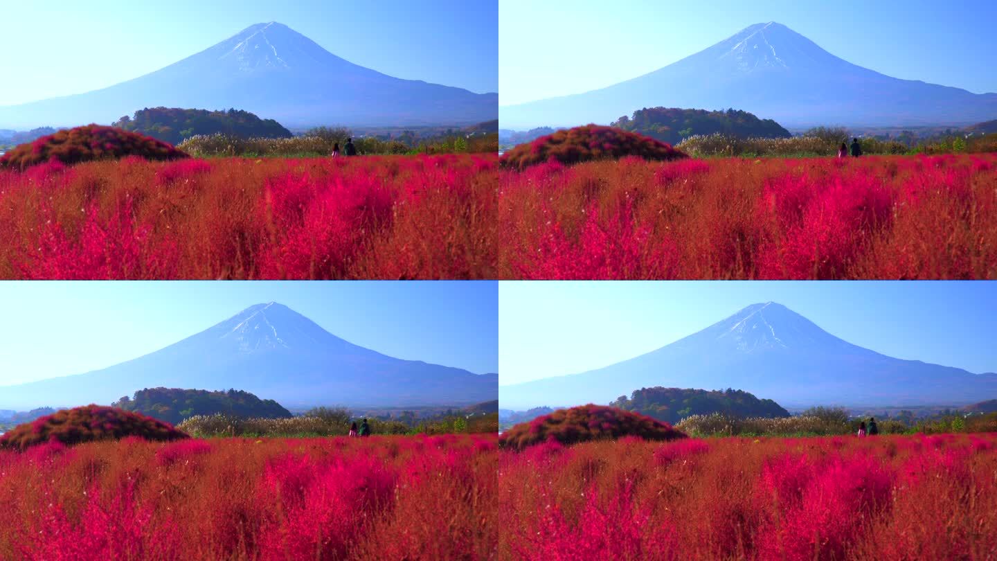 以富士山为背景的红色野牡丹