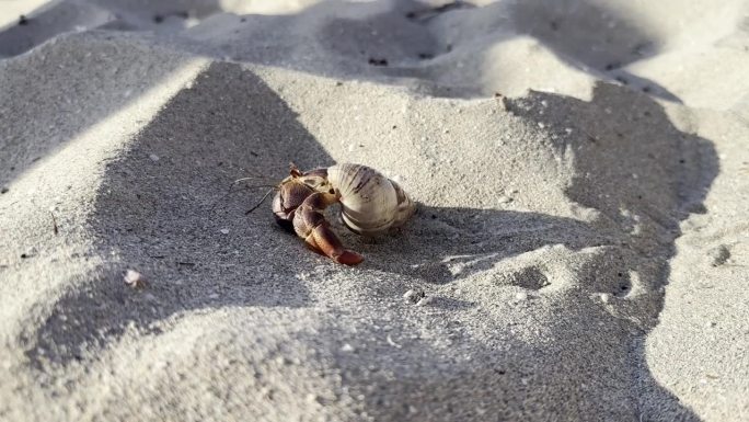 一只寄居蟹在古巴巴拉德罗的沙滩上散步的视频。高品质4k画面