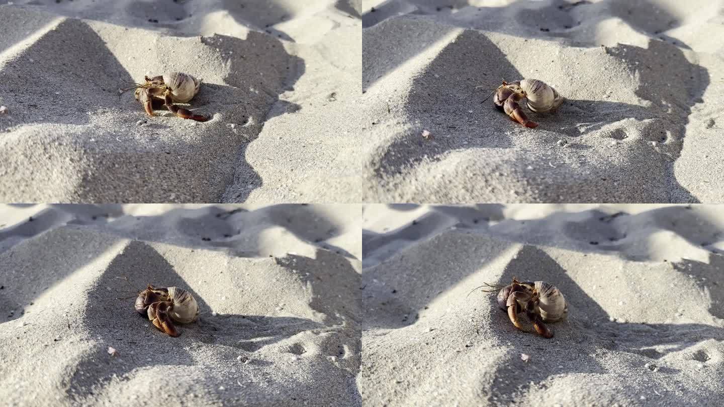 一只寄居蟹在古巴巴拉德罗的沙滩上散步的视频。高品质4k画面