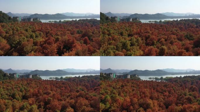 杭州临安青山湖秋冬季水上森林