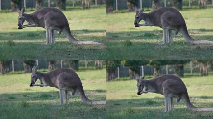 澳大利亚猎人谷，哺乳动物袋鼠舔胳膊的4K实时画面