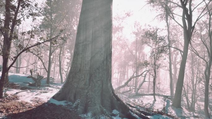 阴森的冬季森林被薄雾笼罩