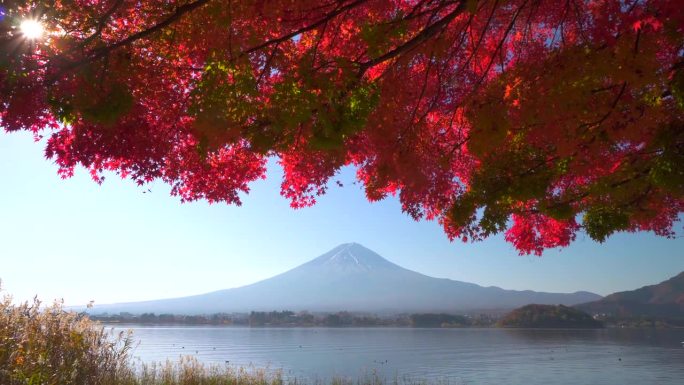 川口湖畔的深红枫叶和富士山