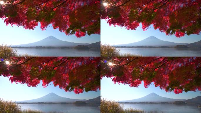 川口湖畔的深红枫叶和富士山