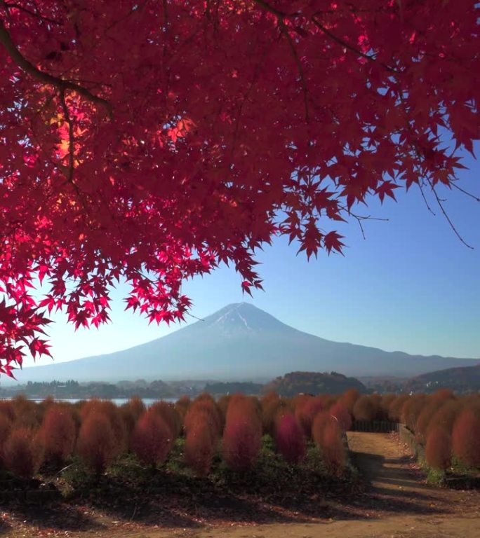 枫树秋叶，公园长椅和富士山
