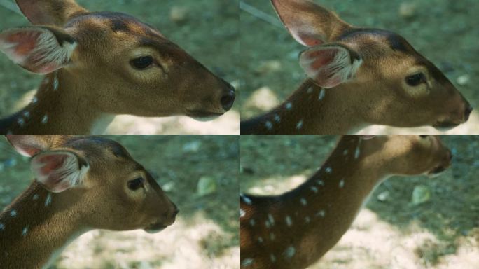 在一个阳光明媚的日子里，泰国普吉岛山脉的丛林中，一只斑点鹿的4K电影慢动作野生动物自然镜头