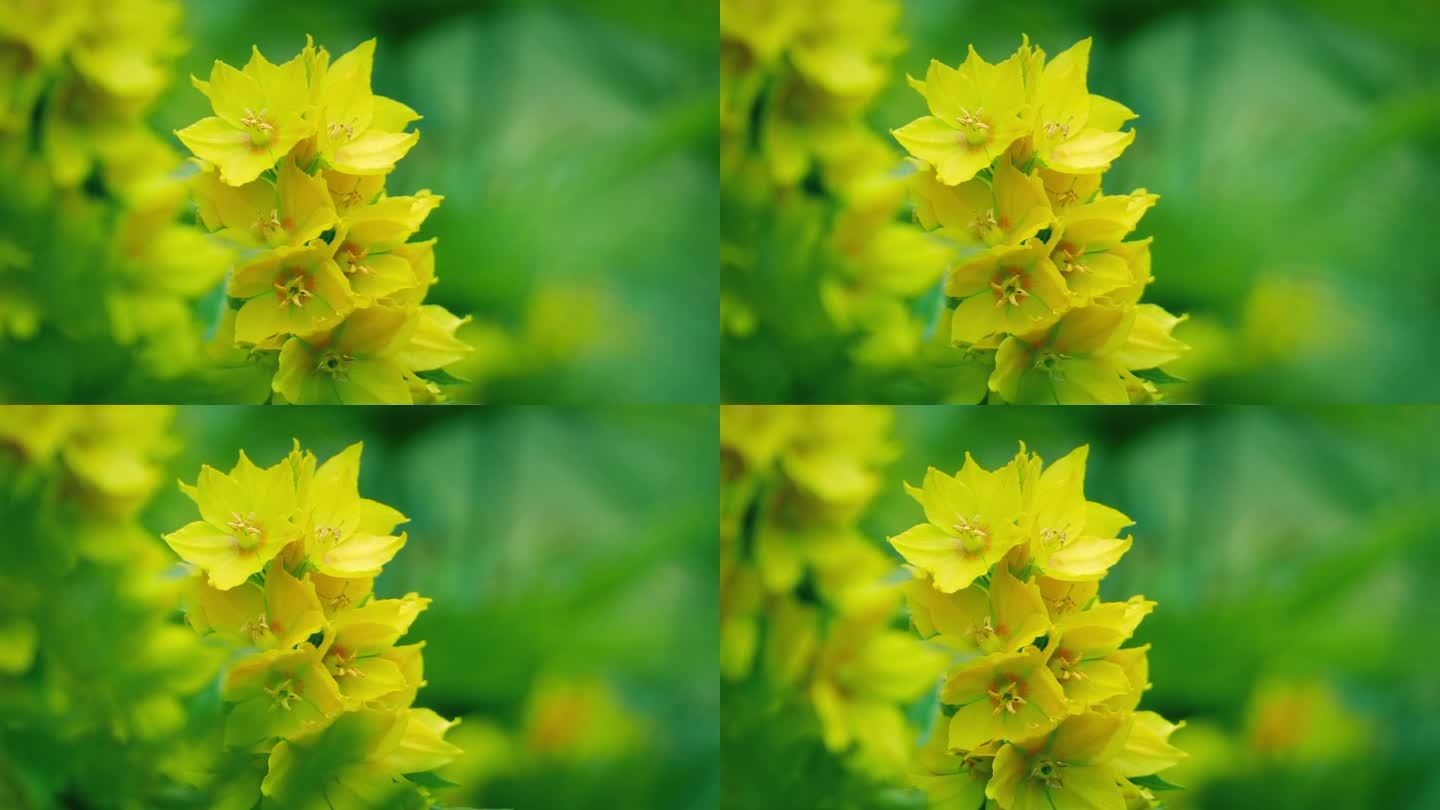 微风夏日花园中的黄花微距拍摄