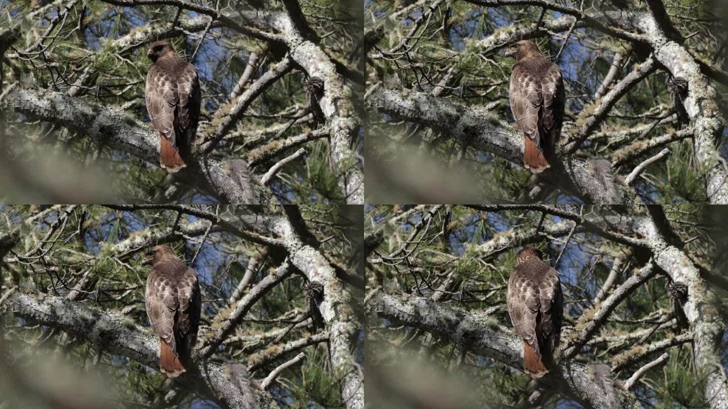 红尾鹰，雷耶斯角，加州