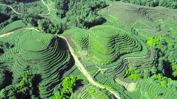 四川名山县大地指纹茶园航拍素材