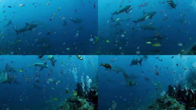 斐济水下海洋野生动物中的一群鲨鱼。