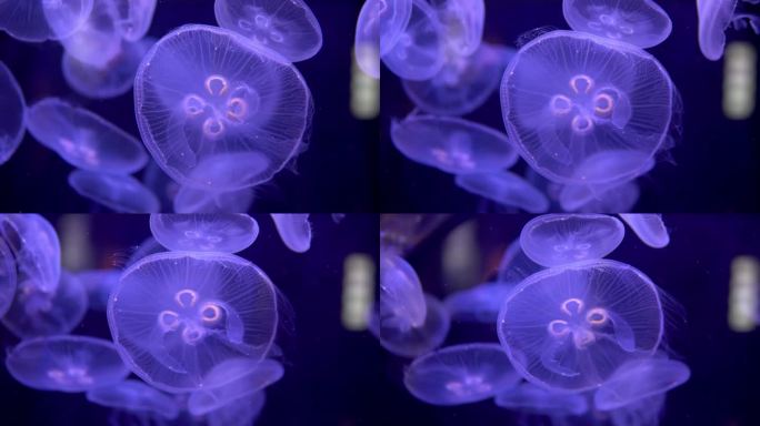 一段特写视频捕捉到一群蓝色水母在海洋深处缓慢游动。它们优雅的动作和迷人的色彩创造了一个迷人的景象
