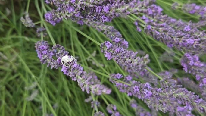 白蟹蛛(Misumena vatia)在薰衣草上等待猎物