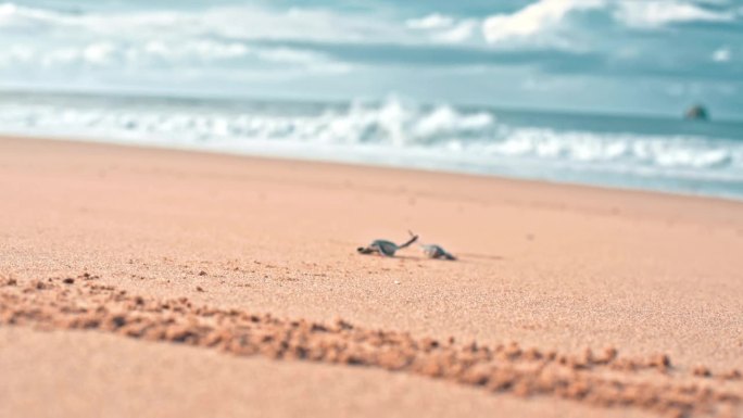 一名妇女把两只海龟放在沙滩上，看着它们向大海爬去