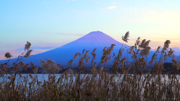 黄昏时，透过秋天的潘帕斯草原，可以看到川口湖和富士山