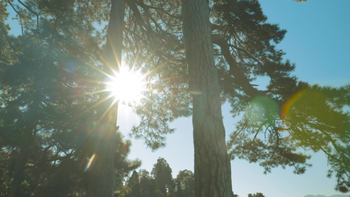 加拿大的魁北克。夏季晴天，俗称东方白松。明亮的颜色。阳光穿过松树