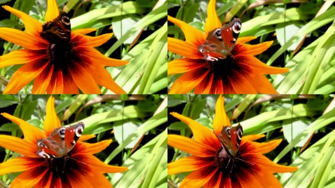 一只孔雀蝴蝶坐在一朵迎风摇曳的黄花上