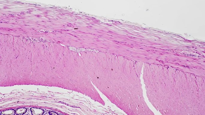 科学实验室医学100倍显微镜下拍摄的人结肠切片