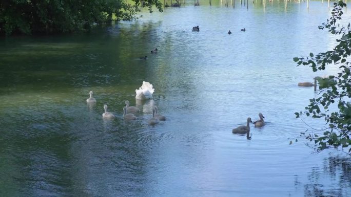 天鹅家庭-天鹅妈妈和她的小天鹅优雅地在湖中游泳在4k慢动作60fps