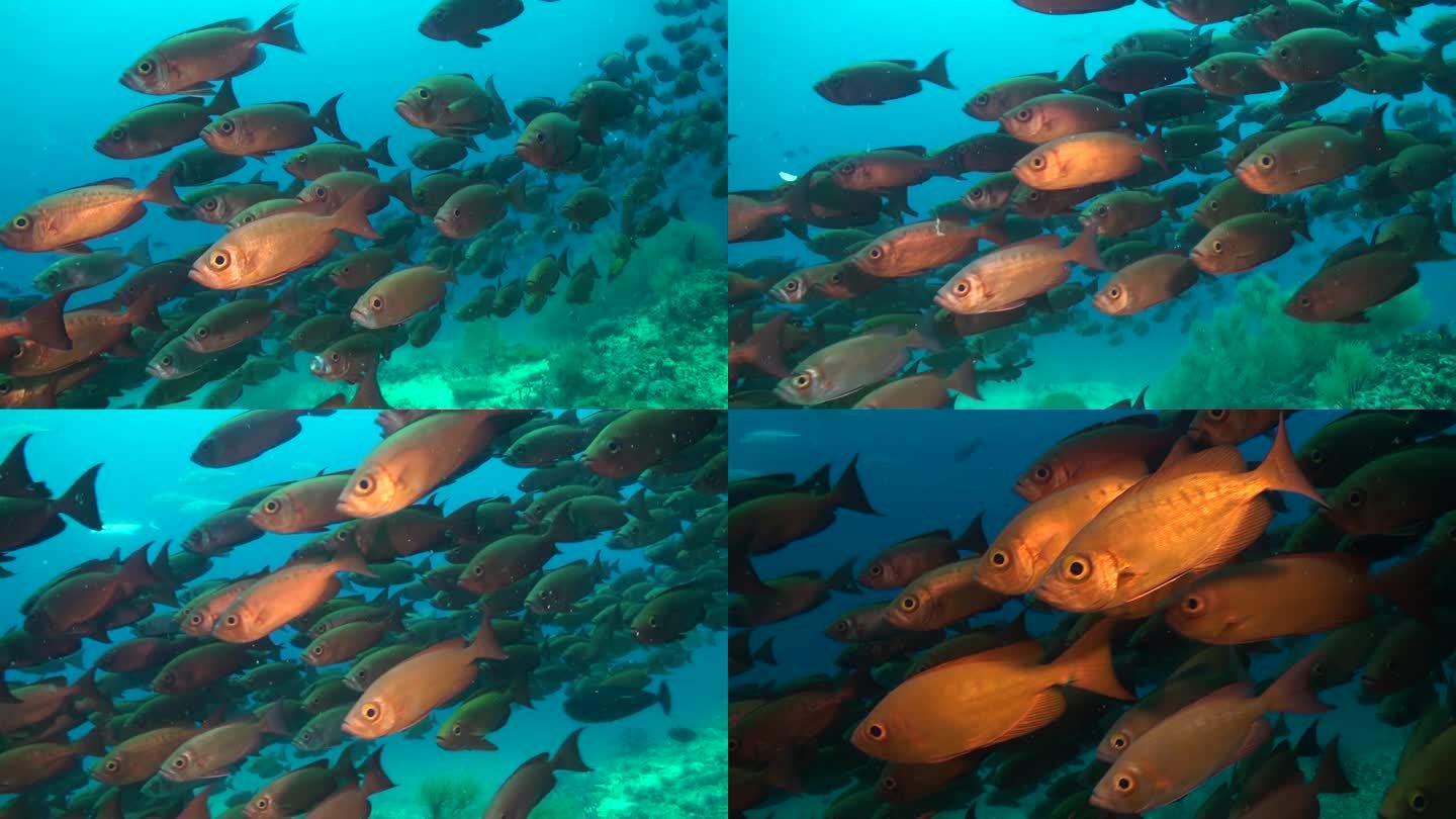 鱼群为马尔代夫水域的水下珊瑚礁增添了多样性。
