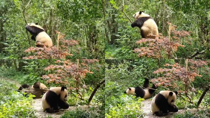 熊猫爬树嬉戏