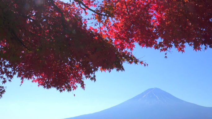 川口湖畔的深红枫叶和富士山