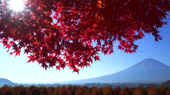川口湖的秋叶与富士山的清晨