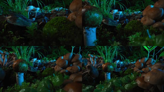 家庭实验室农场上的迷幻蘑菇，霓虹彩灯。晚上真菌