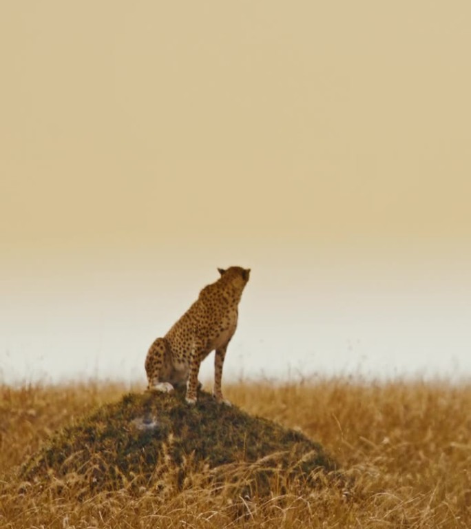 在野生动物保护区，一只慢动作的猎豹坐在阳光明媚、多风的草地上