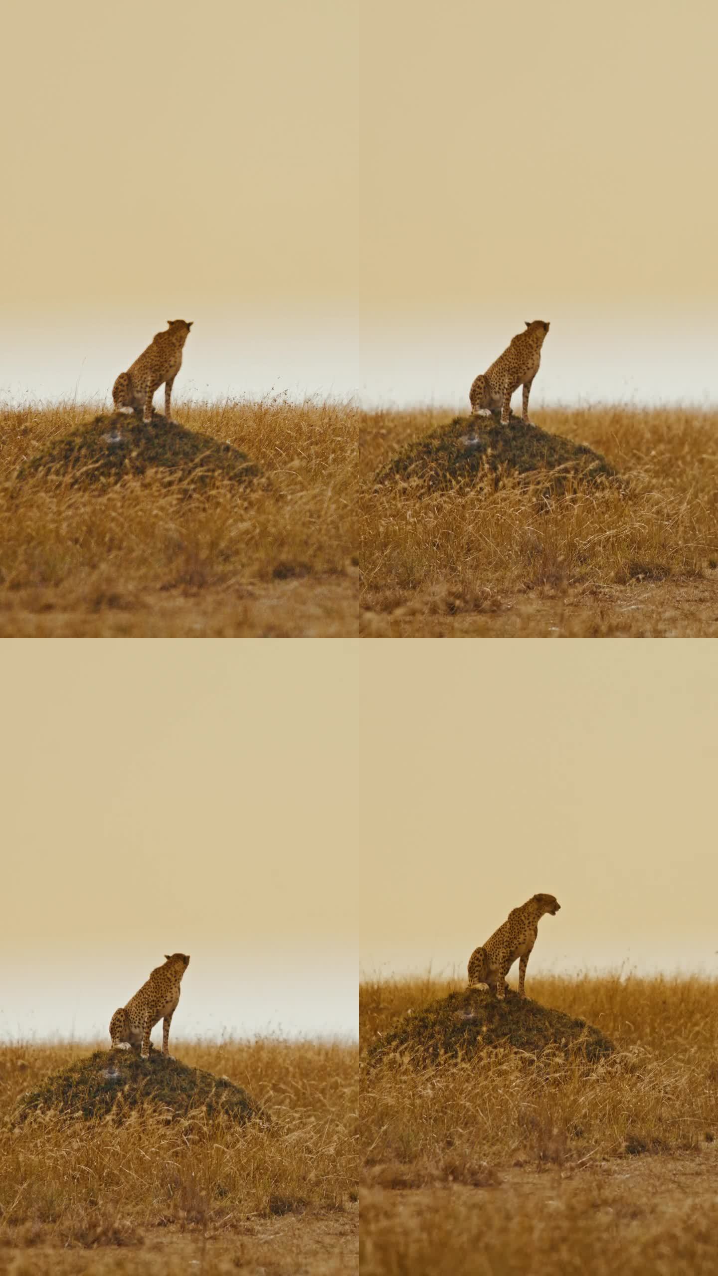 在野生动物保护区，一只慢动作的猎豹坐在阳光明媚、多风的草地上