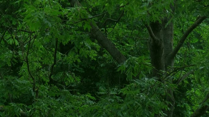 暴雨倾盆，夏季雷暴。绿色的树作为背景。多风多雨的天气，近距离拍摄带有散景的暗夜镜头。季节热带雨林风暴