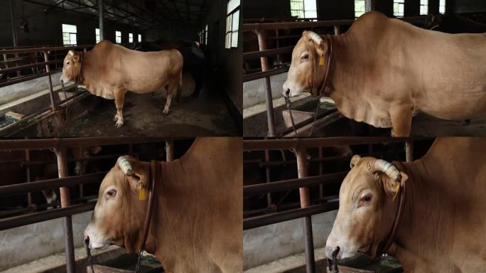 牛场 黄牛 种公牛 外貌特征 局部外观