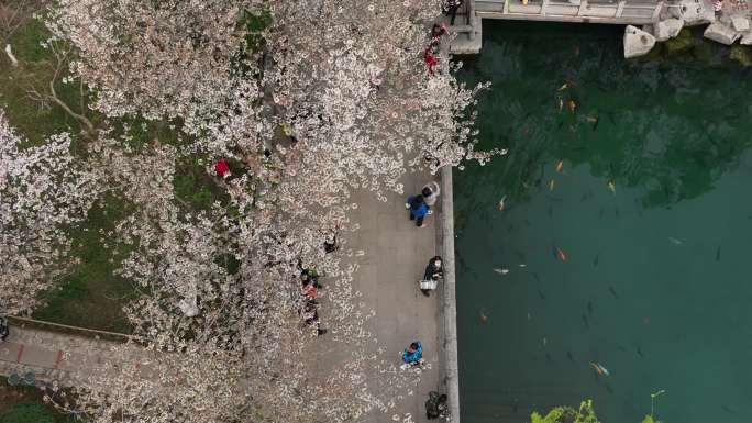 济南五龙潭樱花海棠花