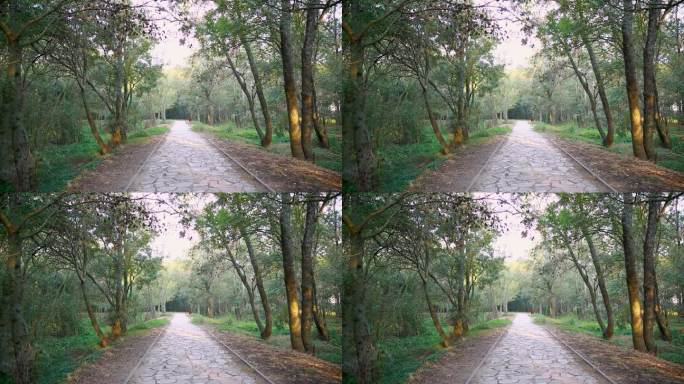 绿树间的漫漫长路。一条蜿蜒穿过青松林的长路。