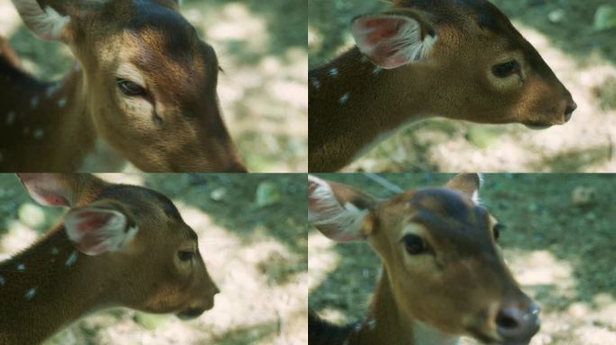 在一个阳光明媚的日子里，泰国普吉岛山脉的丛林中，一只斑点鹿的眼睛被近距离拍摄下来
