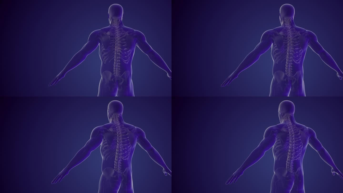 脊柱疼痛或背部疼痛的医学背景