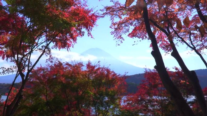 在枫叶丛中看到的富士山