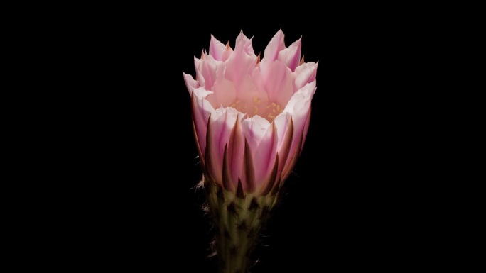 粉红色仙人掌花生长的时间推移镜头从蓓蕾到完全开花孤立的黑色背景，4k，近距离视频。